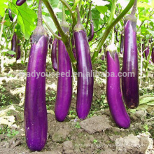 E17 Shengfeng no.3 f1 hybrid purple eggplant seeds, hybrid vegetable seeds